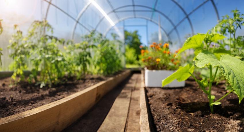 View from inside a greenhouse