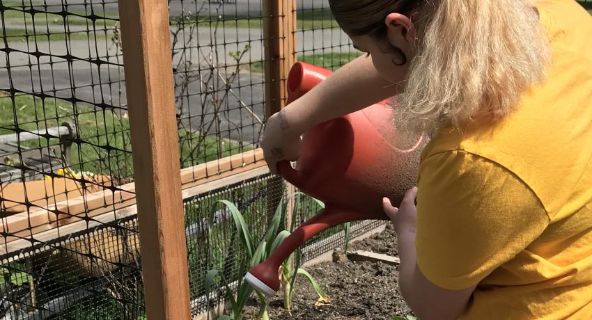 Echo Glen youth watering vegetables in raised garden. 