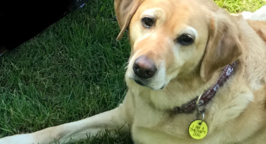 Gwena the therapy dog sitting with a young woman. 